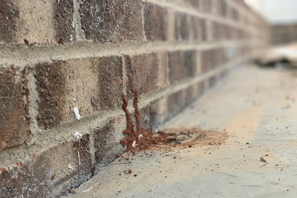 CL-100 Termite Letter and Inspections Greenville SC