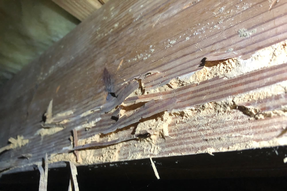 CL-100 Termite Letter and Inspections Greenville SC