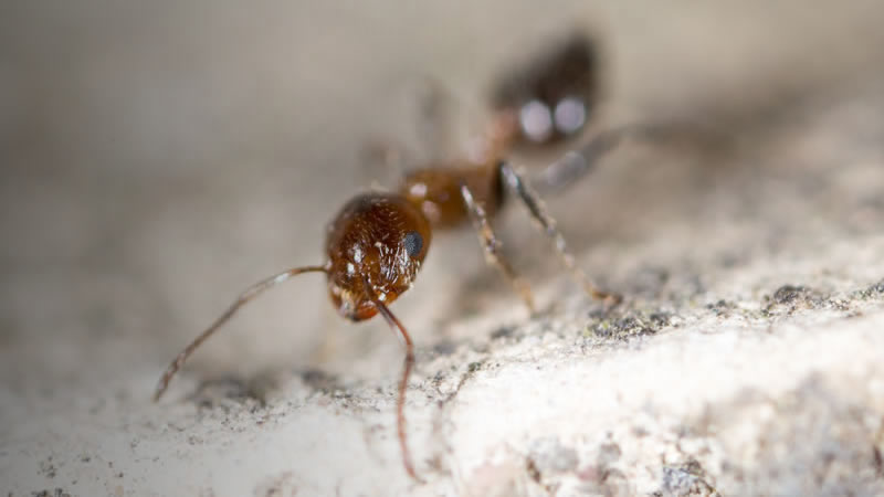 Ant Control Greenville SC