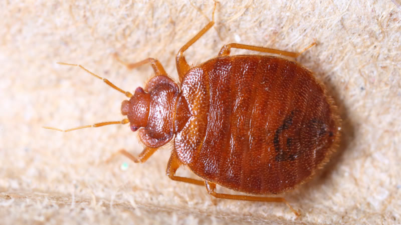 Bed Bug Extermination Greenville SC