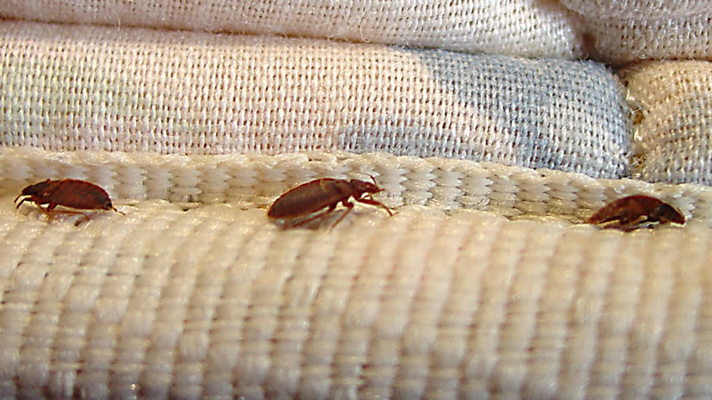 Bed Bug Heat Treatment