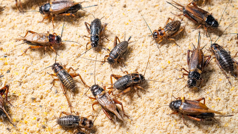Crickets Pest Control Greenville SC