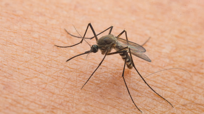 Mosquito Control Greenville SC